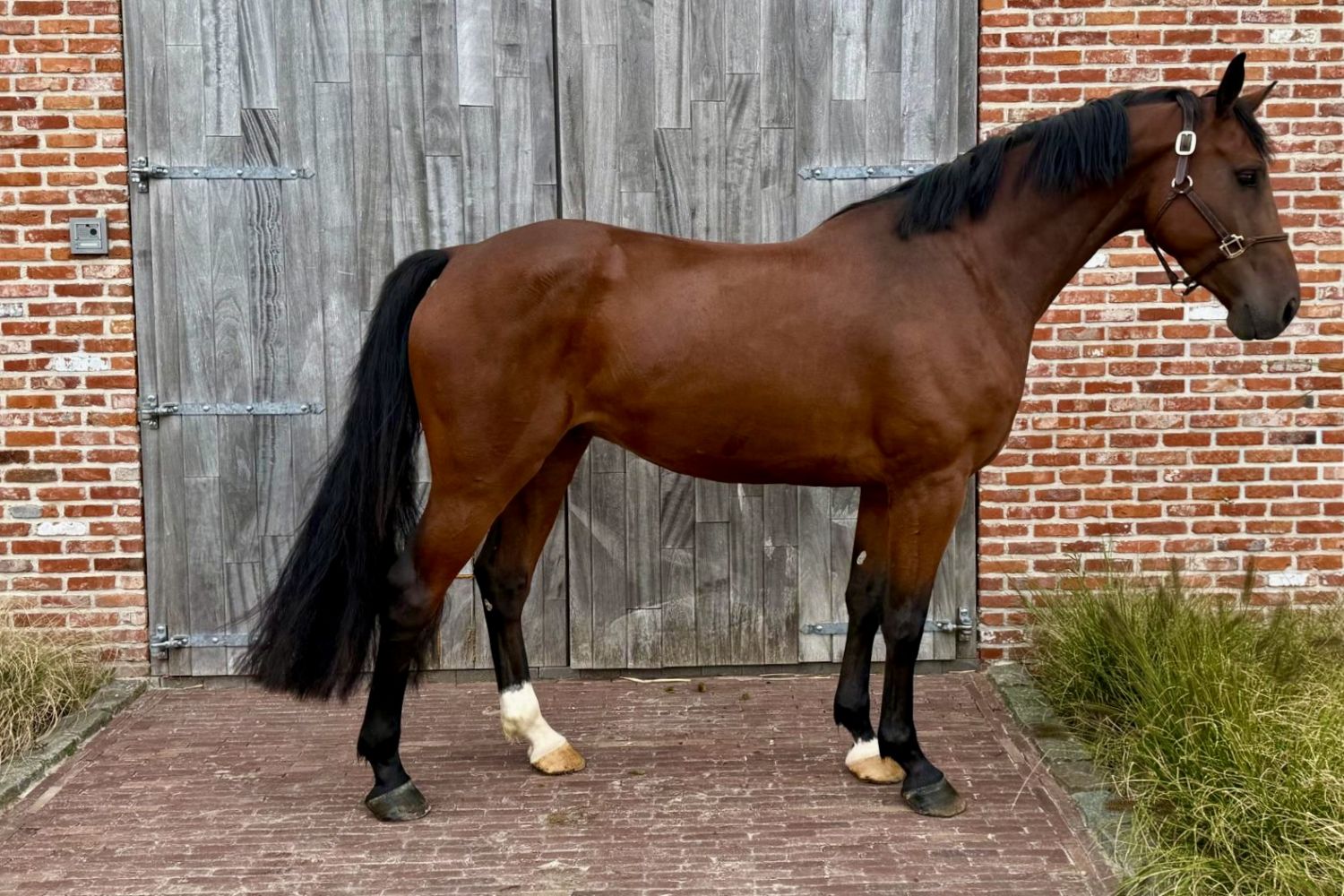 Emir NH Z ☆ — Zangersheide · Gelding · 5y