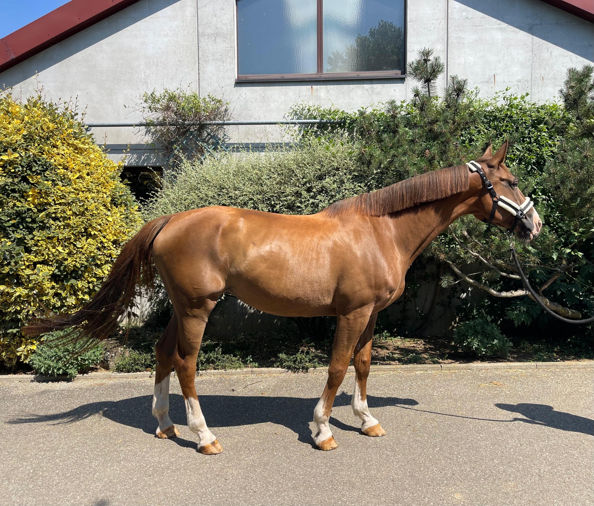 Easy Lerchenberg(+PEGASE VAN'T RUYTERSHOF) ☆☆ — Selle-francais · Mare · 12y