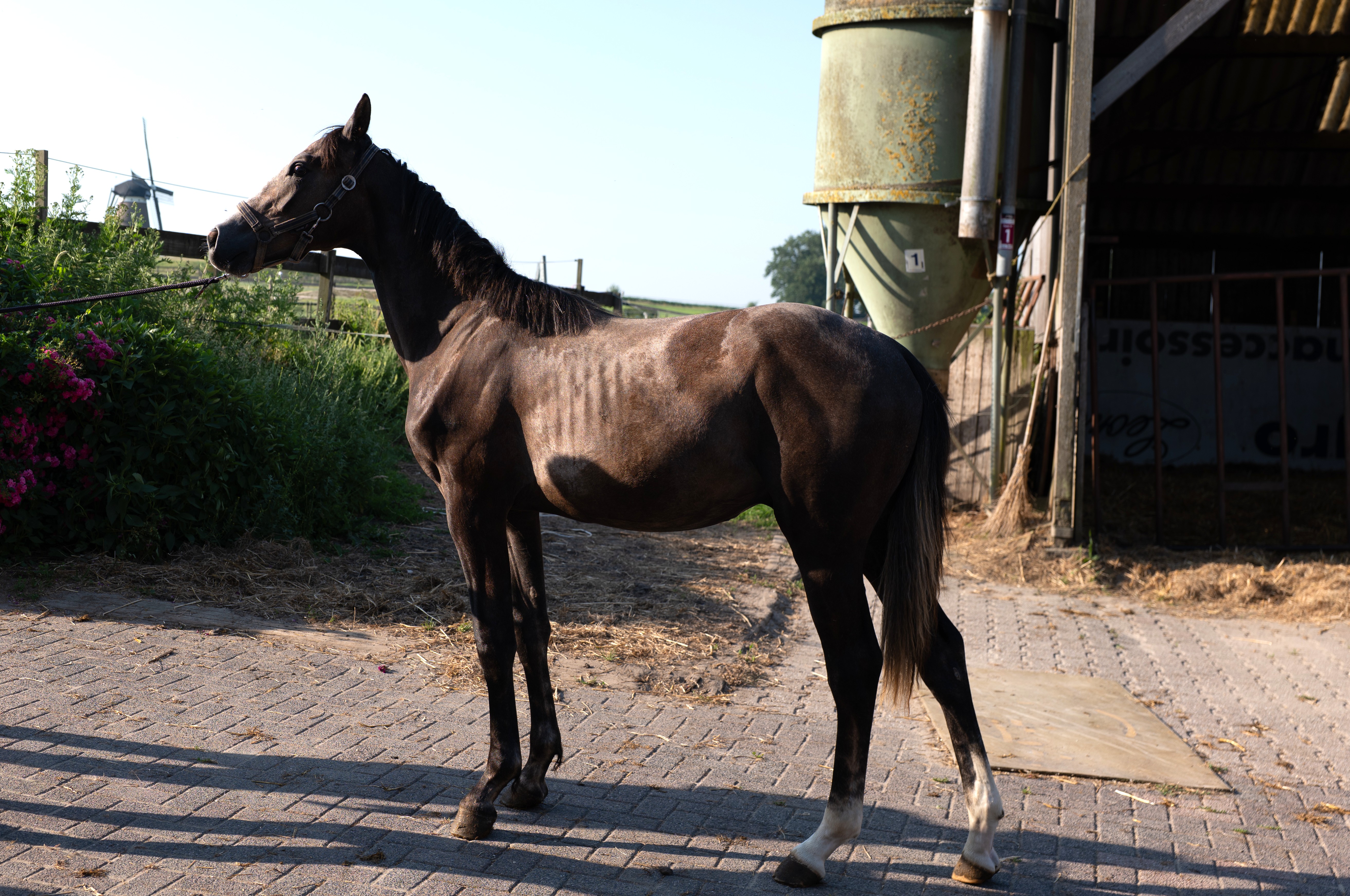 Kumpinorde Van De Pluum ☆ — Hannoveraner Verband · Stallion · 1y