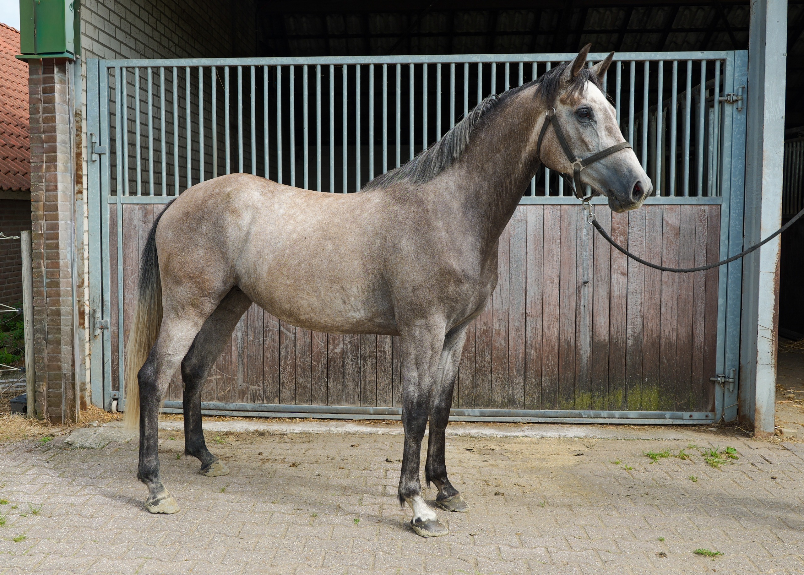 Suhreste Van De Pluum ☆ — KWPN - Koninklijk Warmbloed Paardenstamboek Nederland · Mare · 4y