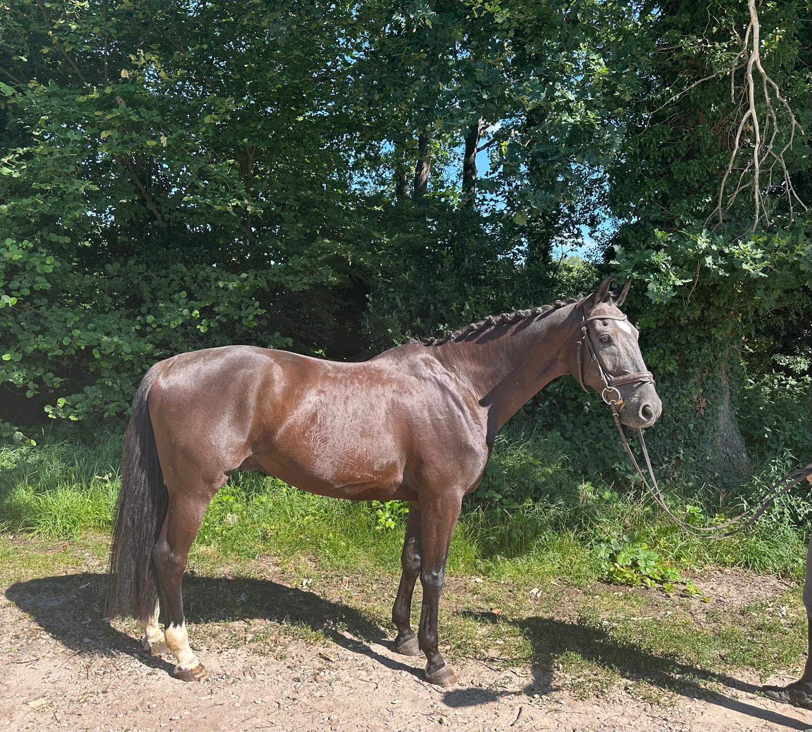 Corotino's Idz ☆ — NRPS - Nederlands Rijpaarden En Pony Stamboek · Gelding · 13y