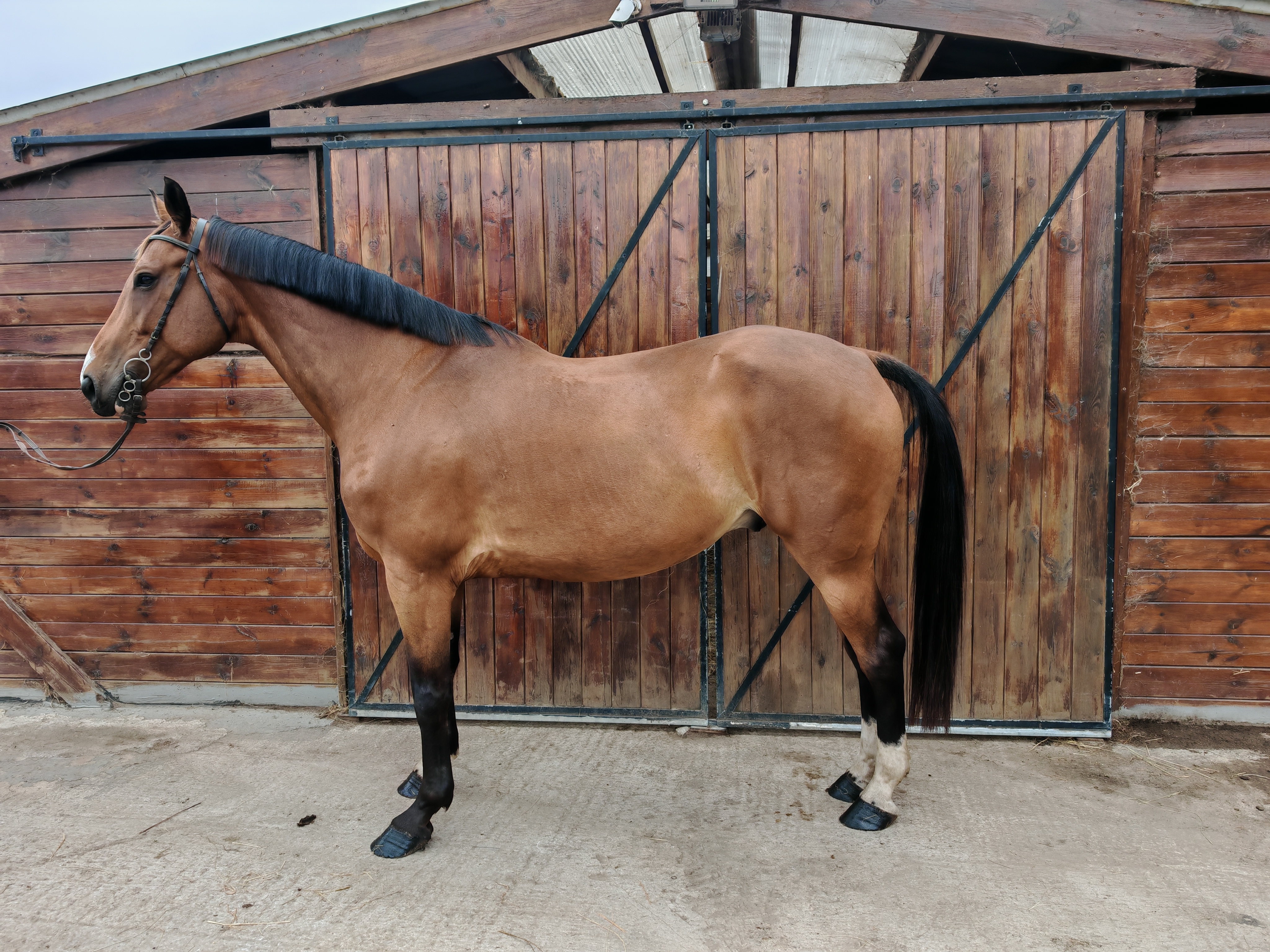 My Boy Diadal ☆ — Hungarian Sport Horse Breeders Association · Gelding · 9y